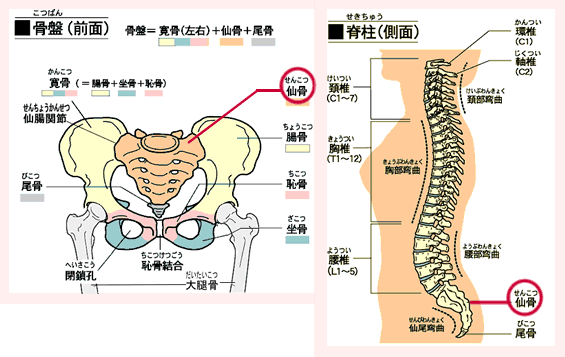 骨盤と脊柱内の仙骨位置